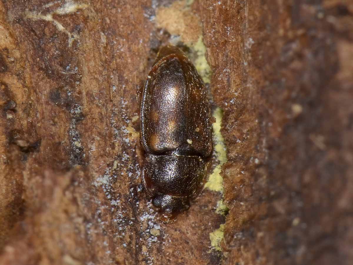 Epuraea fuscicollis, maschio, Nitidulidae